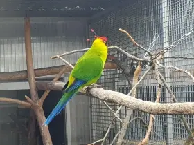 Prodám samičku papoušek chocholatý