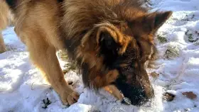 Akutně hledáme domov pro Teddyho NO