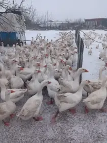 Husy bílé německé nosné