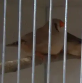 0.1 zebřička pestrá výstavní