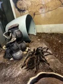 Adultní samice Lasiodora striatipes včetně vybaveného terária