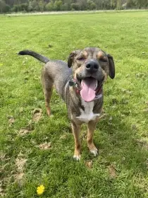 Mladý hravý kříženec Yuki