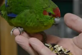 Mladí samci kakarika