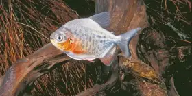 Piraňa plodožravá