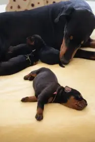 Doberman Halit Paša – štěňata s PP  Vrh M