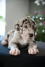 ♀️Cerebra Octavia