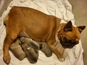 Francouzský buldoček s PP