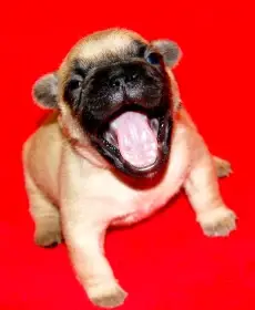 Francouzský buldoček s PP