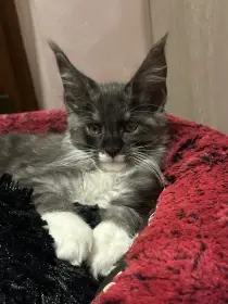 Mainska mývalí v barvě černý kouř s bilou