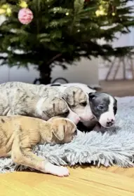 Whippet Vipet Stenata