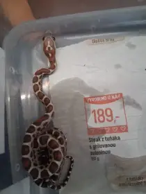 Užovka červená - scaleless