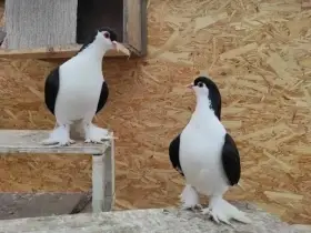 Prodám holuby Lahore