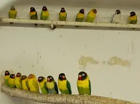 Agapornis škraboškový