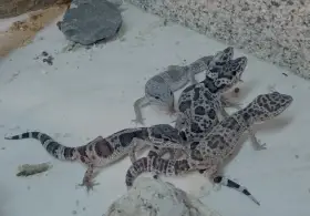 Prodej loňských mláďat