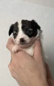 Papillon - společenské plemeno s PP