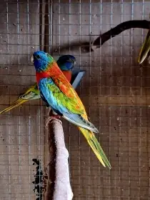 Neoféma modrohlavá