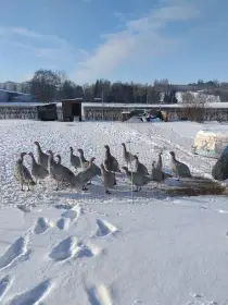 Krůta Česká šedá bílé lemovaná