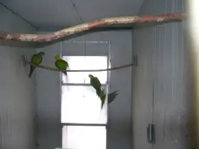 Papoušek nádherný