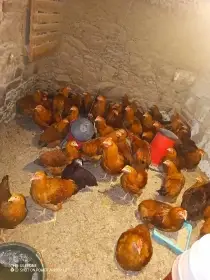 Slepice líhnuté červen, červenec a začátek srpna