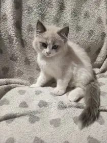  Ragdoll s PP – poslední 3 kocourci do milujících rodin 