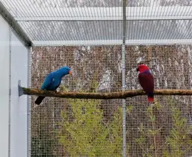 Eklektus různobarvý - polychloros 0.1 štěp. modrá r. 2022