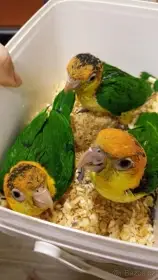 Amazonek bělobřichý