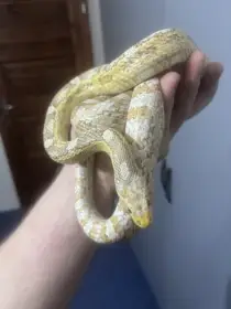 Prodám 2 samce Užovky červené, vybavení, tera