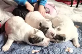 Pyrenejský horský pes chlupáči