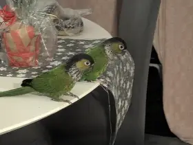 Prodám dvě samice - pyrura černohlavý