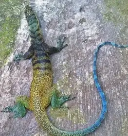 Tříbarevné monitory (Varanus yuwonoi)
