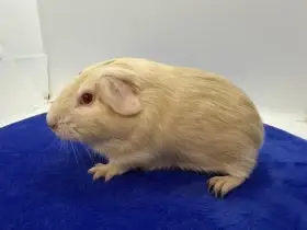 Morče hladké sameček fox béžová