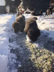 Americká Akita štěňátka s PP prodám