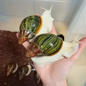 Archachatina Purpurea Ghana F2 albino body - africký šnek
