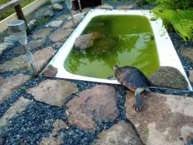 Prodám vodní želvy