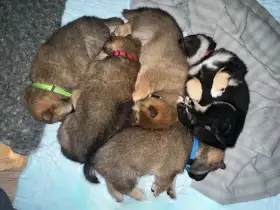 Shiba Inu s PP (průkaz původu)