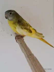 Neoféma modrohlavá