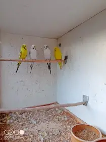 Andulky vlnkované - texas clear body 0.2