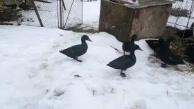 Prodám kačery kachny smaragdové