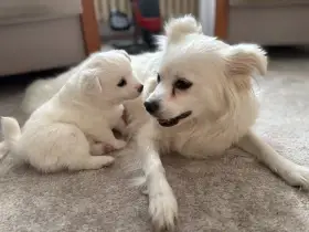 Německý špic střední