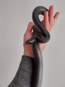 Prodám korálovku pruhovanou i s vybavením