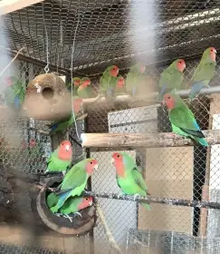 Prodám agapornis růžohrdlý přírodní