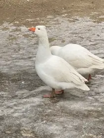 Houser husy české chocholaté