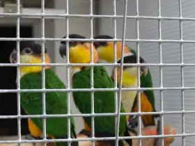 Amazonek černotemenný