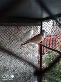 Hrdličky chechtavé