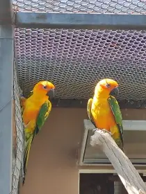 Aratingy sluneční,