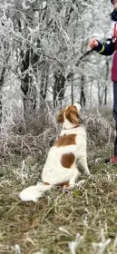 Tříletá slečna do dobrých rukou: rasa Kooikerhondje, Pardubice