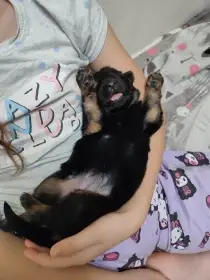 NO štěně dlouhosrsté s PP