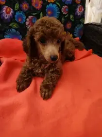 Pudl trpasličí s p.p.