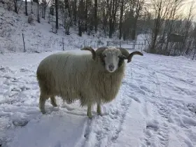 Plemenný beran a ovce linie VAŠEK