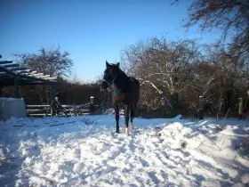 Pravidelná docházka ke koni kousek od Prahy 8